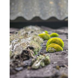 Mousse sur tuiles béton